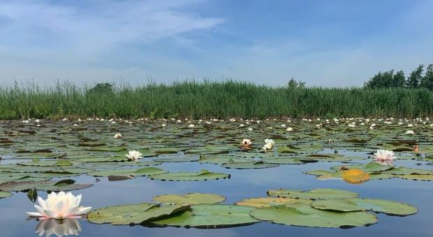 Zomervaartocht op de Nieuwkoopse Plassen